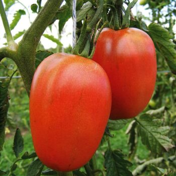 Saatgut Tomate rote Zora