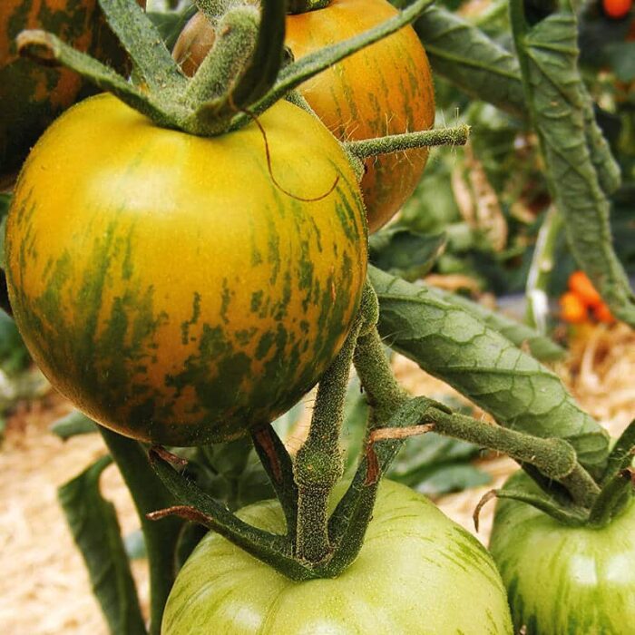 Saatgut Stabtomate Green Zebra