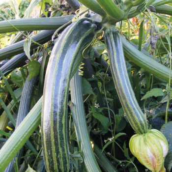 Saatgut Zucchini Neri di Firenze