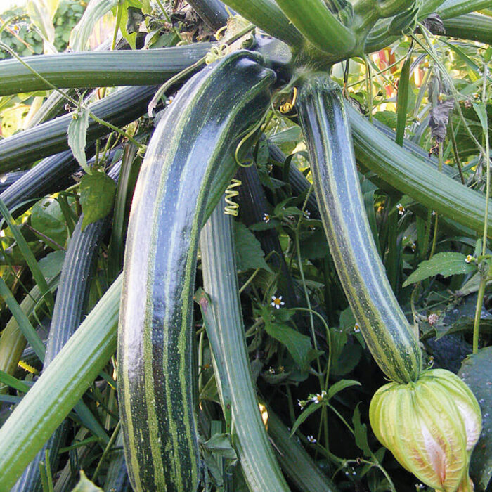 Saatgut Zucchini Neri di Firenze Saatgut Zucchini Neri di Firenze