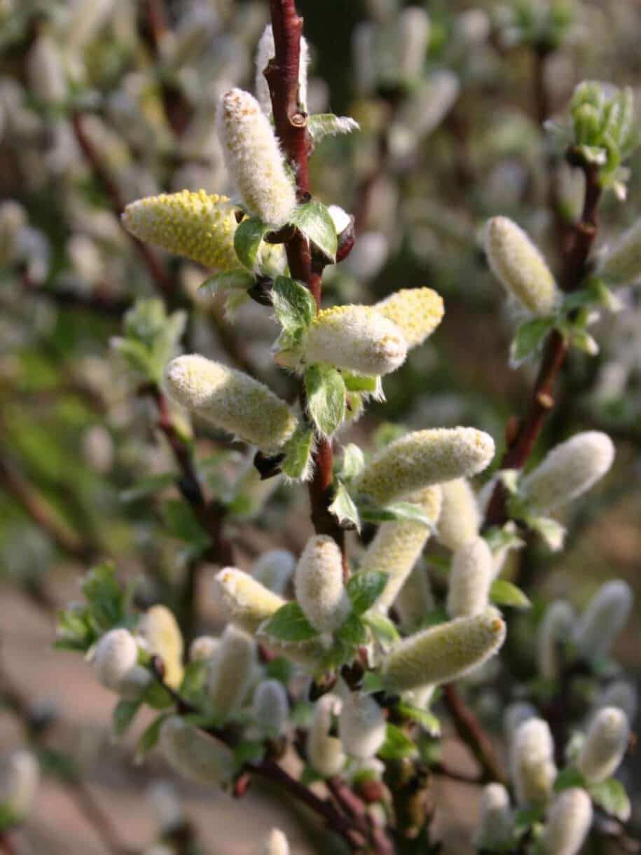 Blüten mit Pollen der Engadin Weide