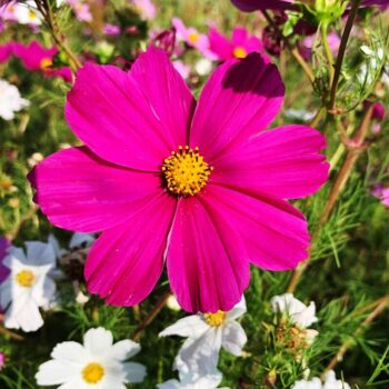 Saatgut Cosmea