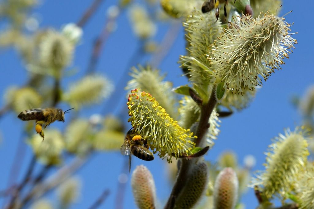Kleine und große Weiden im Garten Kleepura Ratgeber