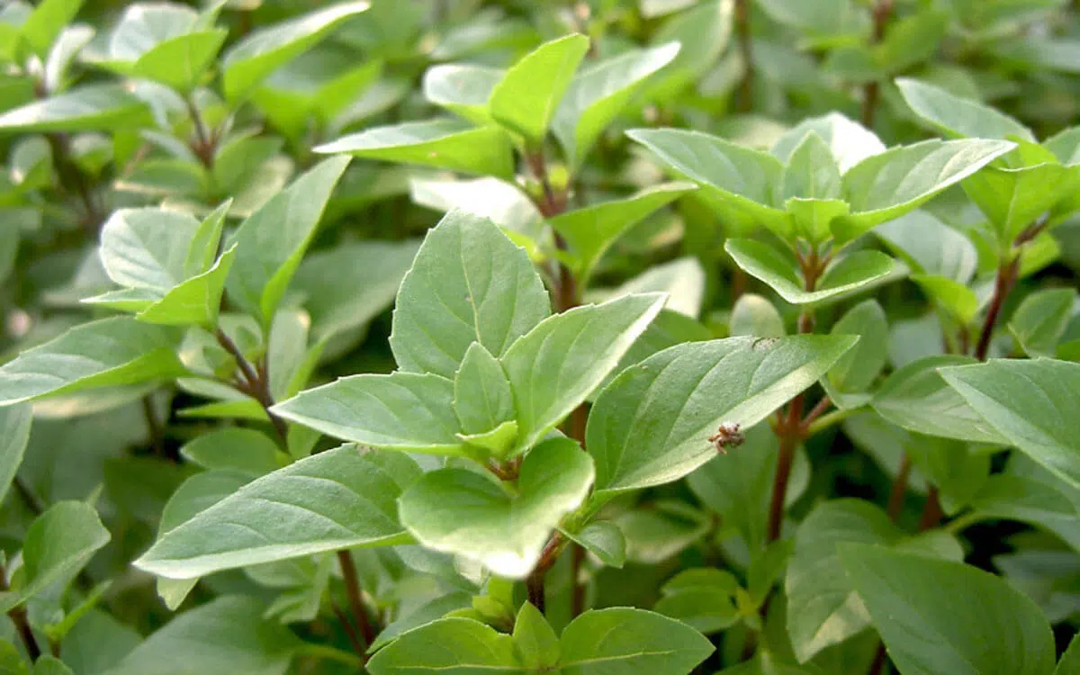 Basilikum (Ocimum basilicum) - das Königskraut | Kleepura Ratgeber, image size:1200x750