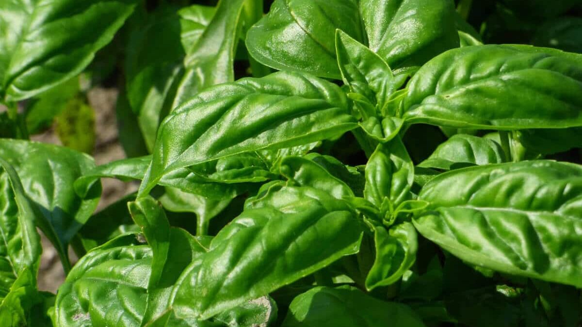 Basilikum (Ocimum basilicum) - das Königskraut | Kleepura Ratgeber, image size:1200x675