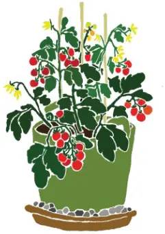 Bild1 Tomatenpflanze mit roten Tomaten, gelben Blüten im grünen Pflanztopf und Untersetzer