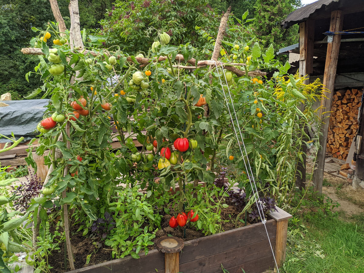 Hochbeet mit Tomatenpflanzen an Stangen, unterpflanzt mit Basilikum