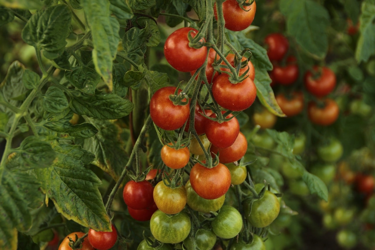 Tomatenstrauch mit reifen, halbreifen und grünen Tomaten