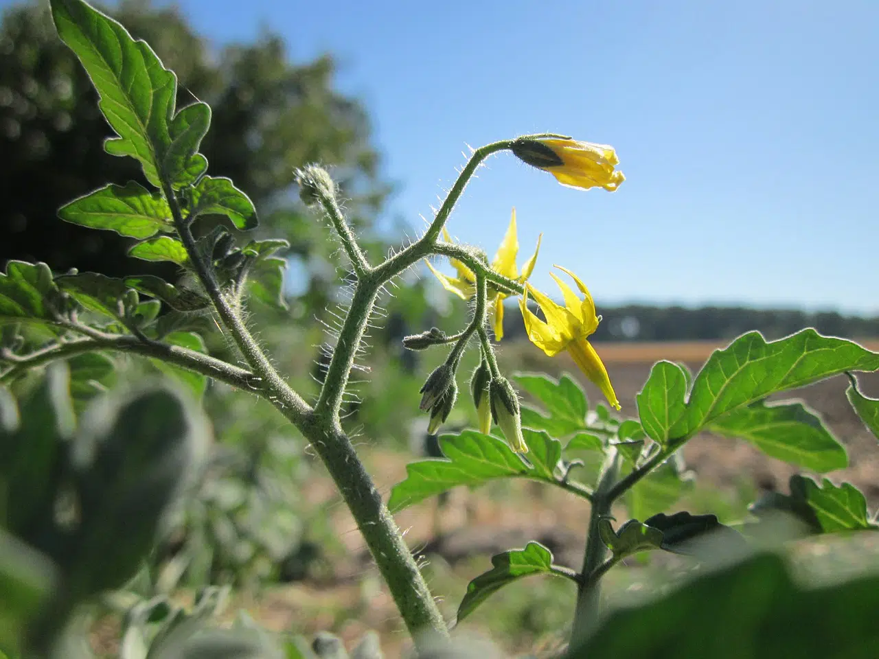 solanum-lycopersicum-844527_1280 Gelbe Tomatenblüte im Freien mit blauem Himmel