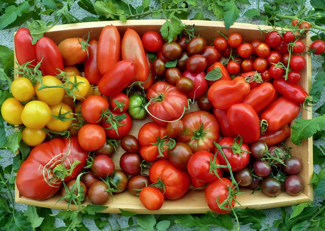 Sommerliche Tomatenernte verschiedener Sorten - gelb, rot, schwarz