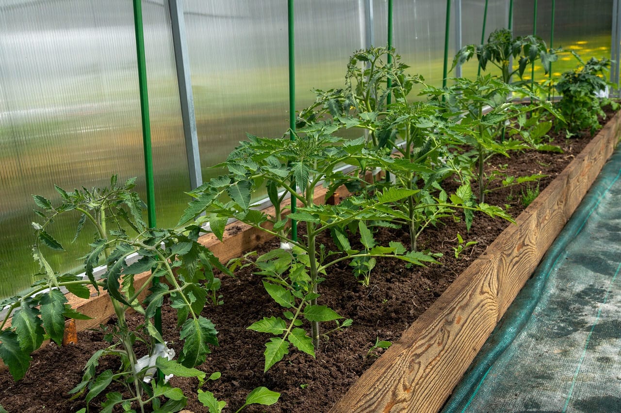 Tomatenpflanzen im GEwächs, ca. 50 cm hoch, an grünen Plastikstangen angebunden