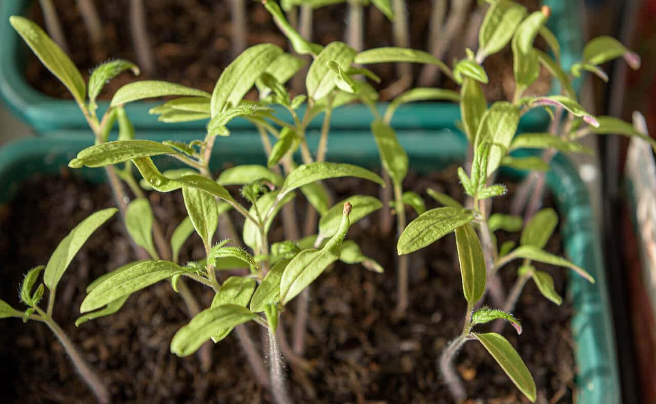 Tomatenpflanzen wie sie drei Wochen nach dem Säen aussehen