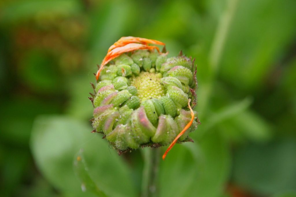 Calendula - Ringelblume
