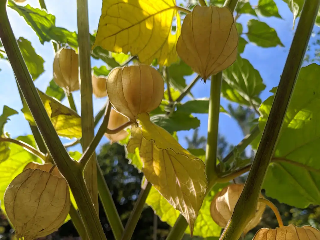 Köstliche Andenbeere im Spätherbst als Kübelkultur reife, beige farbene Hüllen der Andenbeere hängen an der Pflanze und warten auf die Ernte