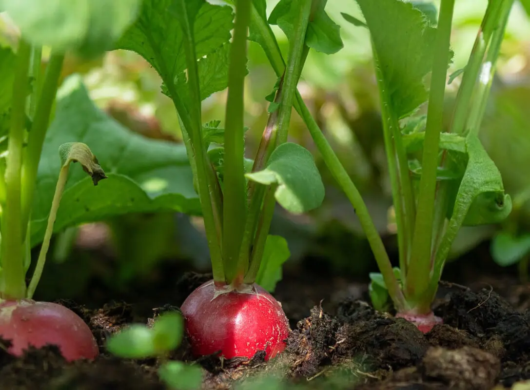 Radieschen im Beet rote Radieschen mit kräftigen grünen Blättern schauen zur Hälfte aus der dunklen Erde im Beet