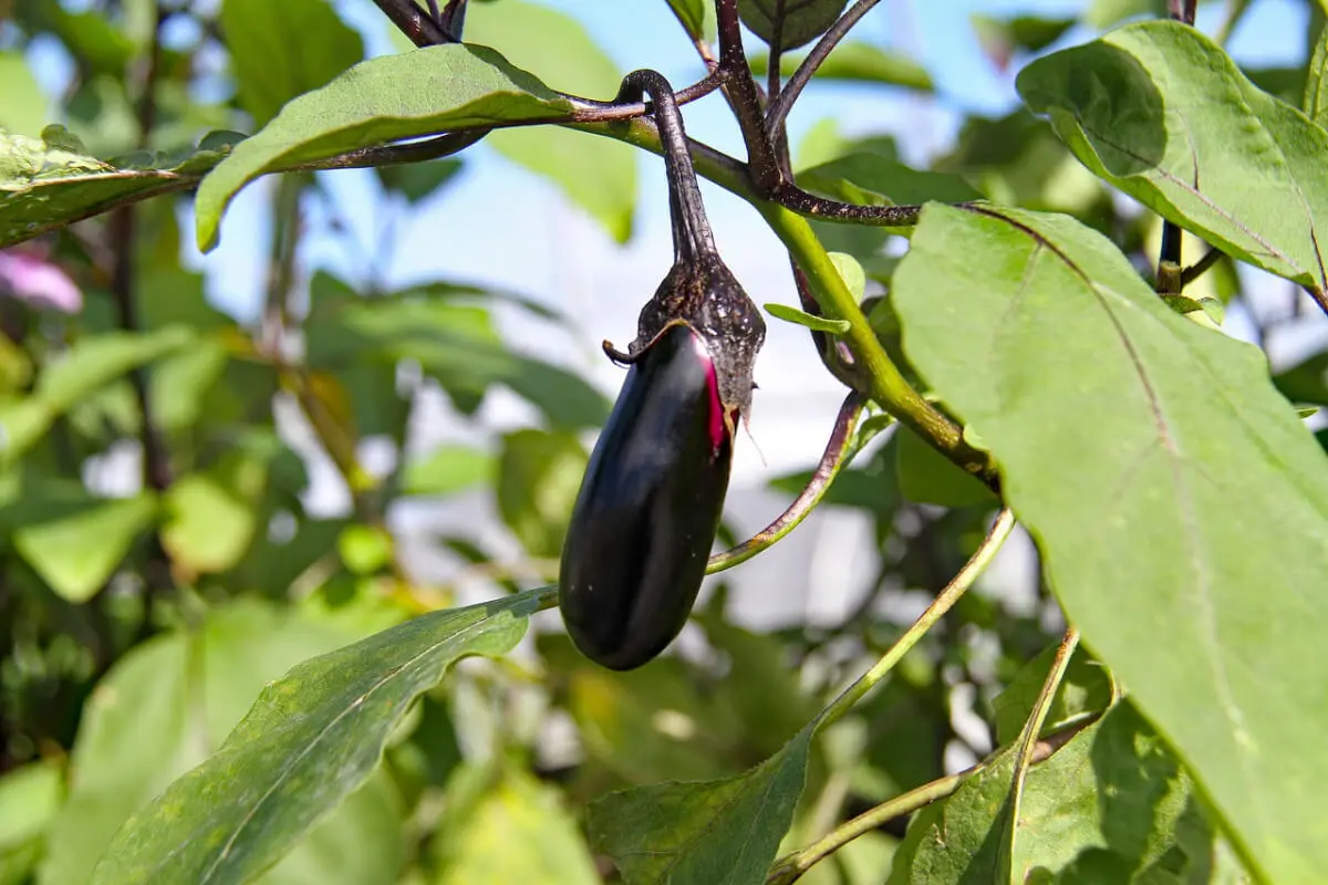 Was lange wächst, wächst gut Violettfarbene Aubergine wächst im Freiland