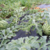Saatgut Wassermelone "Ochsenherz"