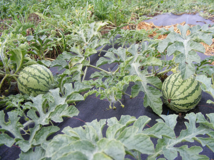 Saatgut Wassermelone "Ochsenherz"