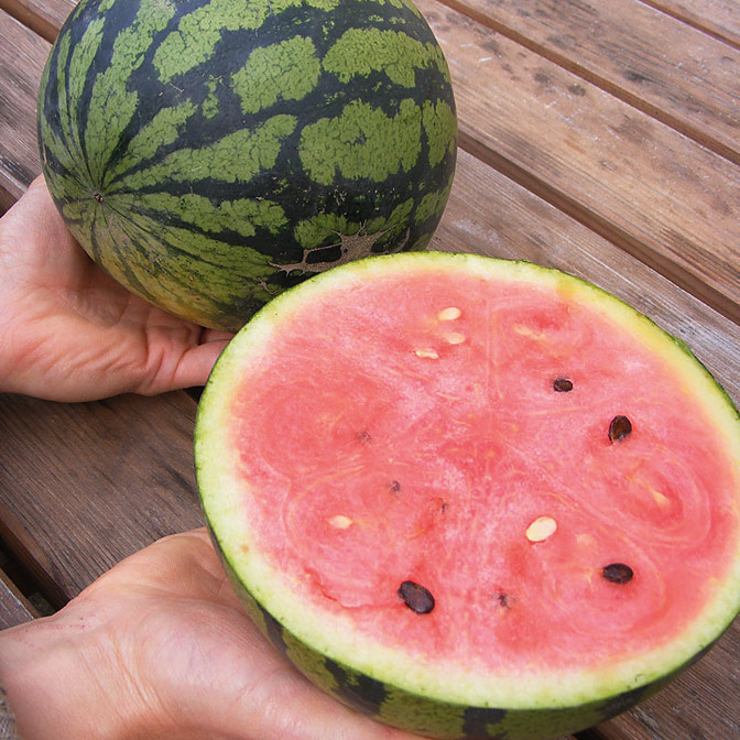 Saatgut Wassermelone Ochsenherz