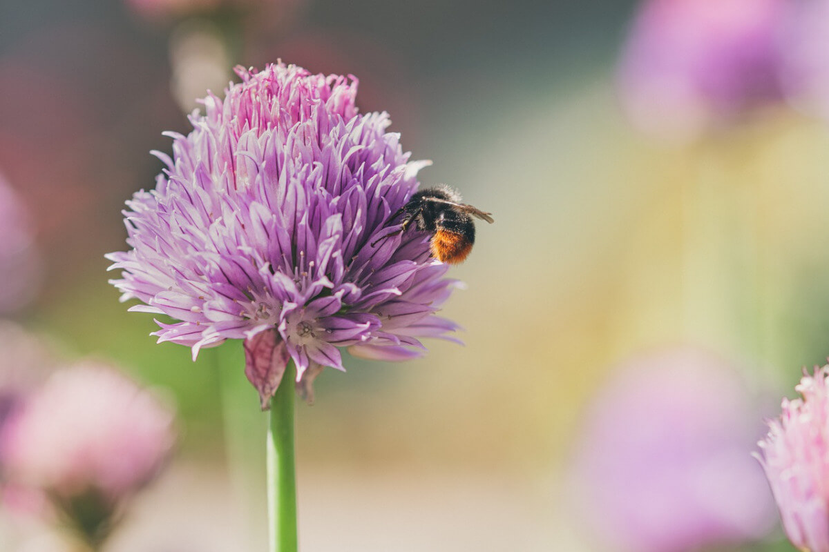Schnittlauchblüte mit Biene