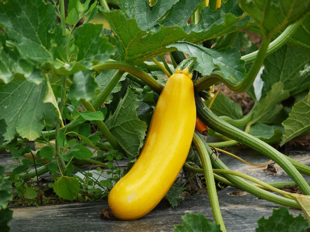 Gelbe Zucchini an grüner Pflanze im Garten