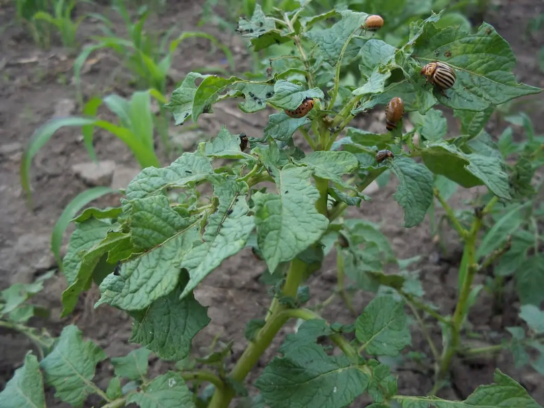 Der Befall durch den Kartoffelkäfer schädigt die Kartoffelpflanze. Seien Sie wachsam und schauen Sie aufmerksam ab Juni nach den gestreiften Käfern.