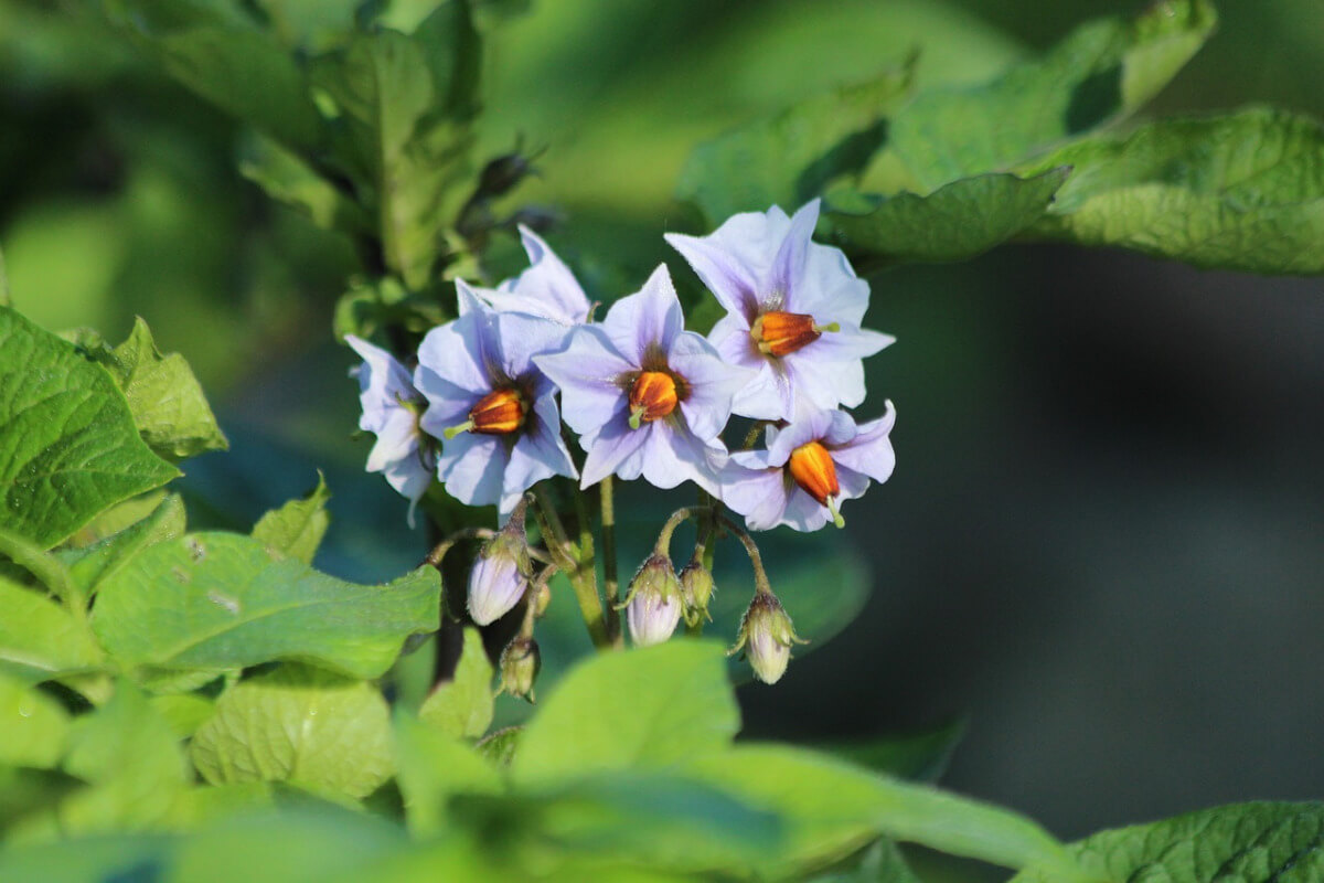 Kartoffeln blühen in unterschiedlichen Farben. Meist sind weiße, manchmal aber lila oder rosafarbene Blüten zwischen dem grünen Laub zu sehen.