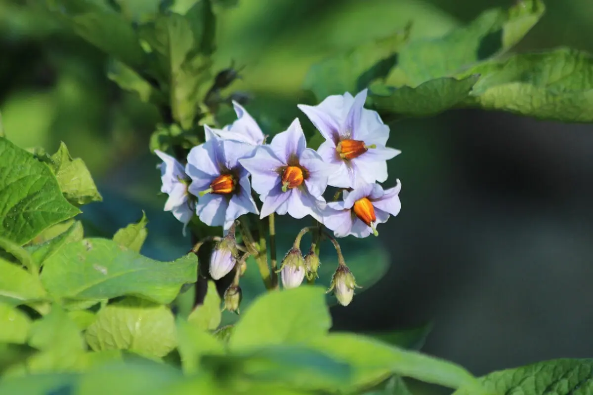Kartoffeln blühen in unterschiedlichen Farben. Meist sind weiße, manchmal aber lila oder rosafarbene Blüten zwischen dem grünen Laub zu sehen.