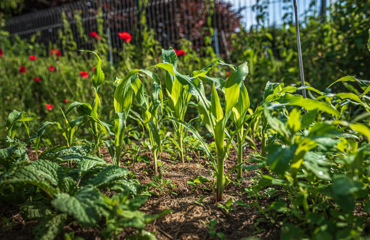 Junge Zuckermaispflanzen im Beet, Hintegrund zarter, roter Mohn