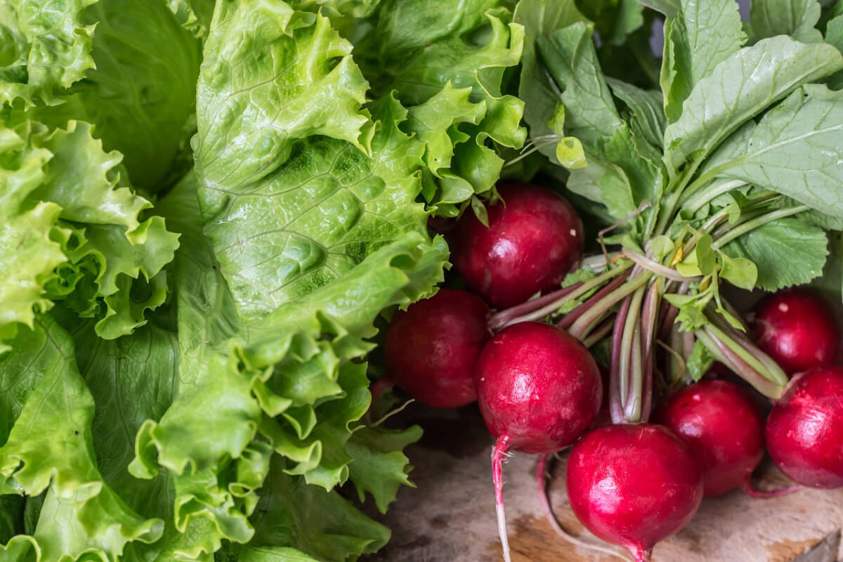 Erntefrisch - Frisee-Salat und Radieschen Erntefrisch - Frisee-Salat und Radieschen