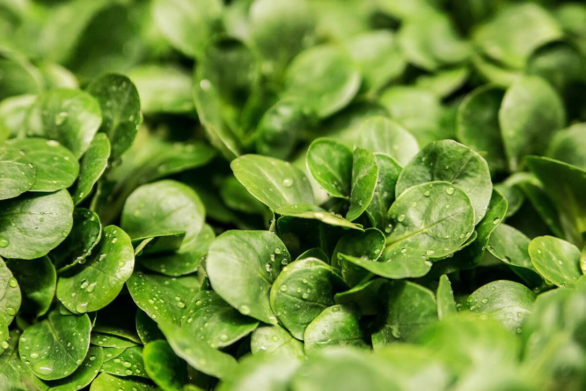 Feldsalat Feldsalat
