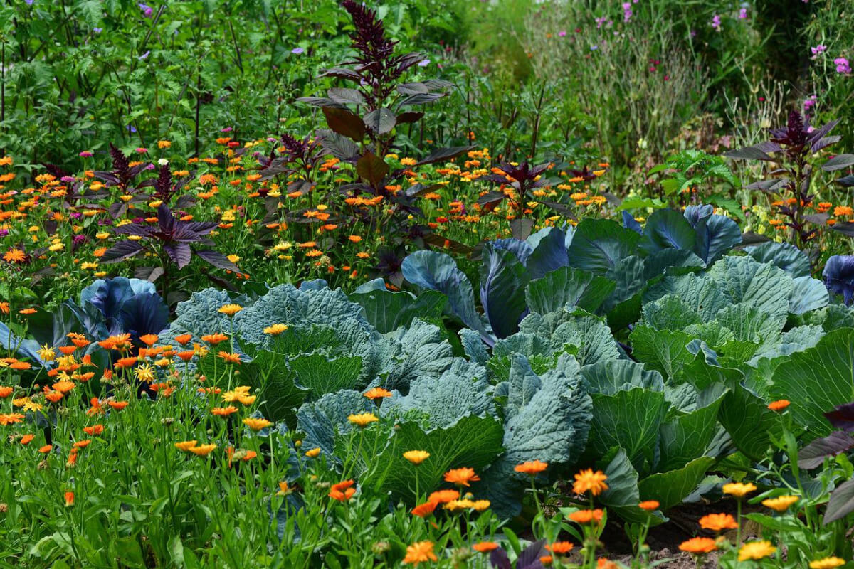 Kohlpflanzen zusammen mit Ringelblumen in einem Gemüsegarten