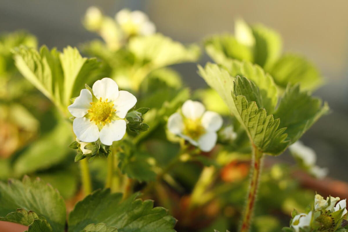 Erdbeeren im Kasten- auf einem sonnigen Südbalkon gedeihen Erdbeeren im Kasten und blühen und reifen zwischen Juni und Oktober immer wieder