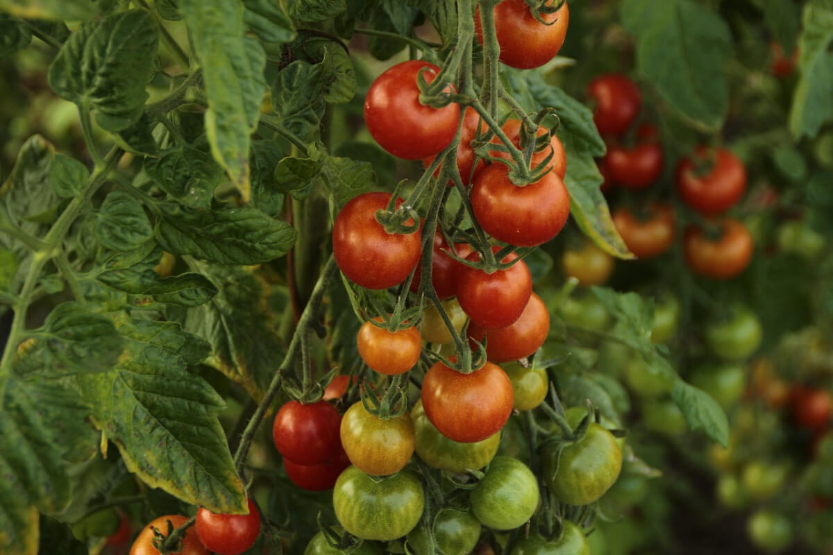 Geduld im Tomaten-Sommer: Alle Tomaten erst bei intensiver Rotfärbung ernten, die grünen verbleiben an der Pflanze.