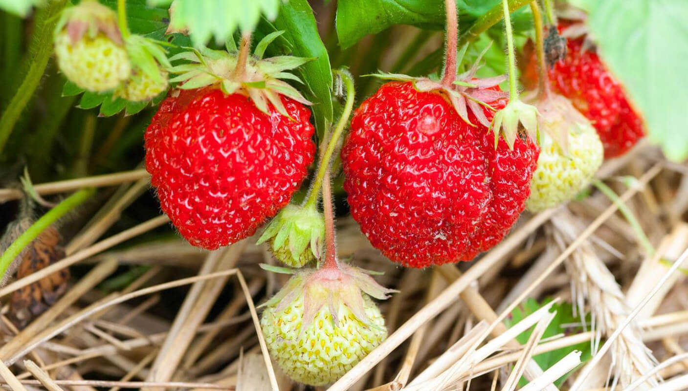 Erdbeeren geschützt durch Strohauflage