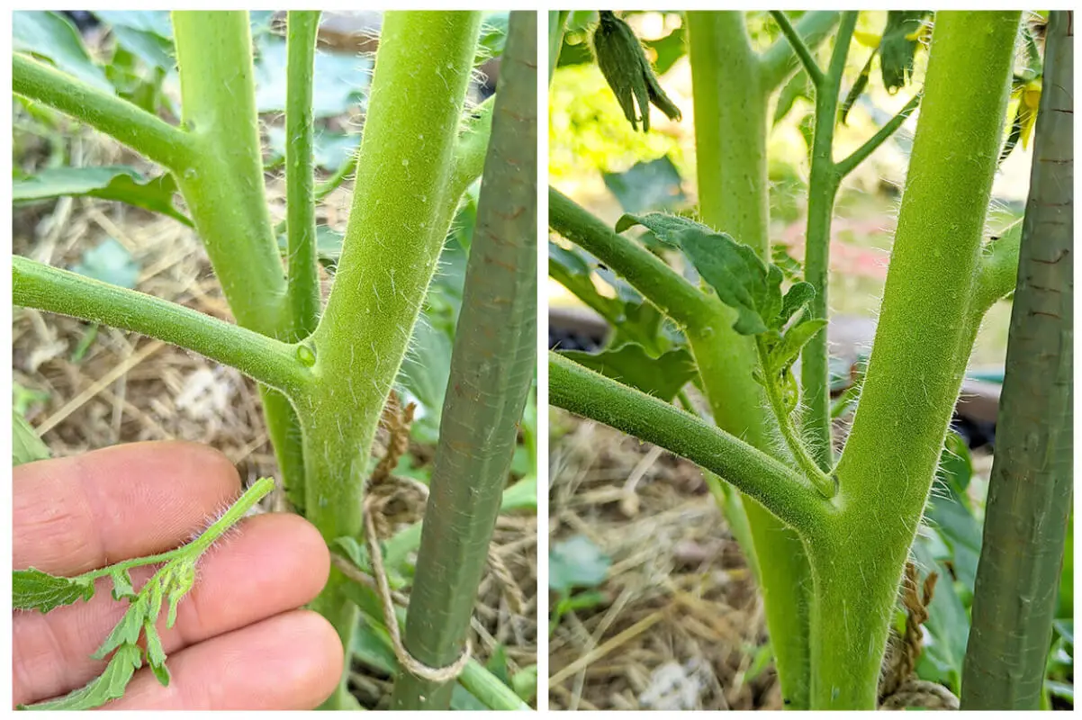 Tomatenpflanze-Geiztrieb entfernen Tomatenpflanze-Geiztrieb entfernen