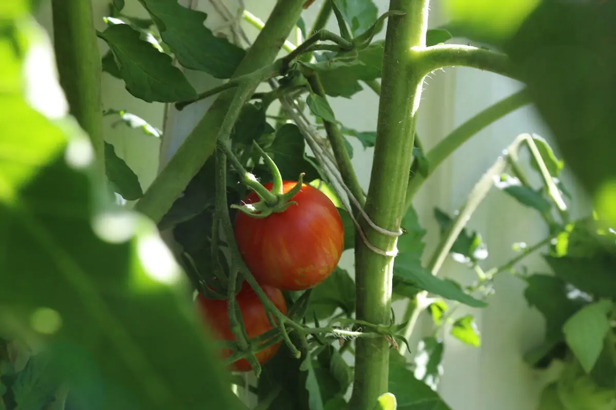 Tomatensommer Tomatensommer