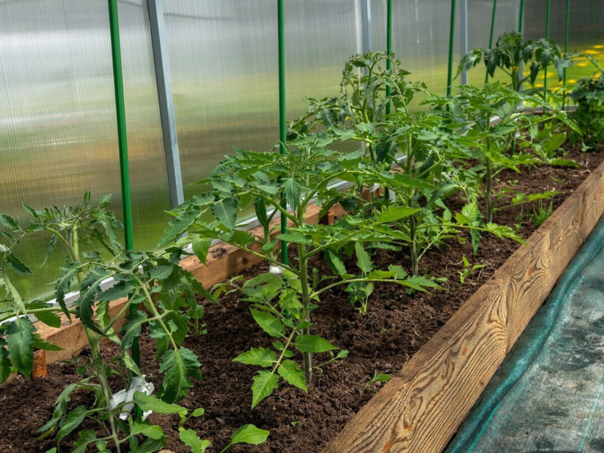 grow richtig düngen ProviPlant Cannabis-Grow-Dünger: Anwendung während der Wachstumsphase main image 0