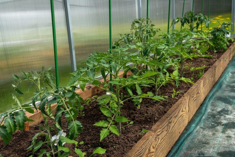 geschützter Tomatenanbau