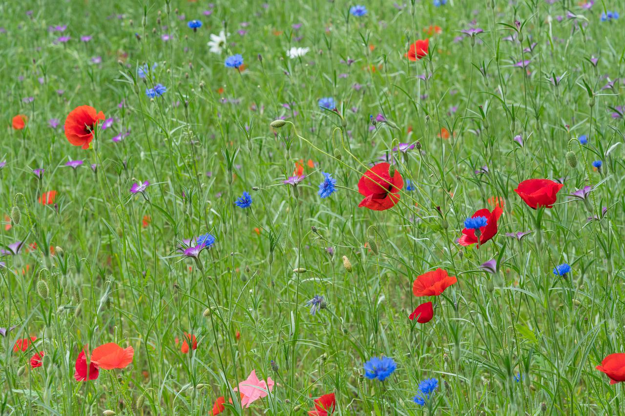 Sommerwind, sitze auf der Wiese wie ein Kind