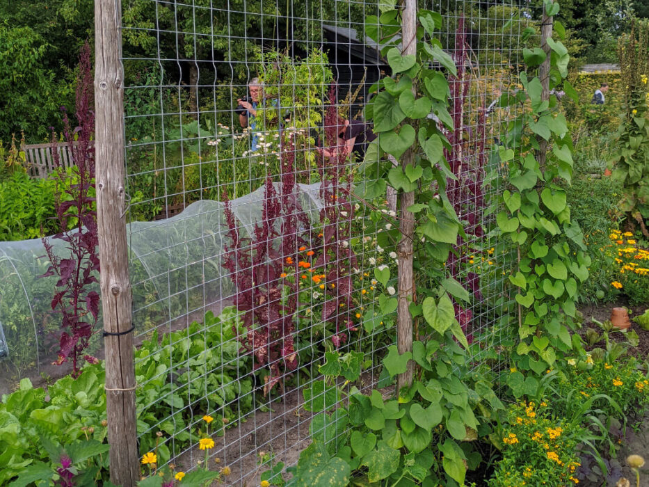 Die Gartenbohne Phaseolus Vulgaris die-gartenbohne-phaseolus-vulgaris
