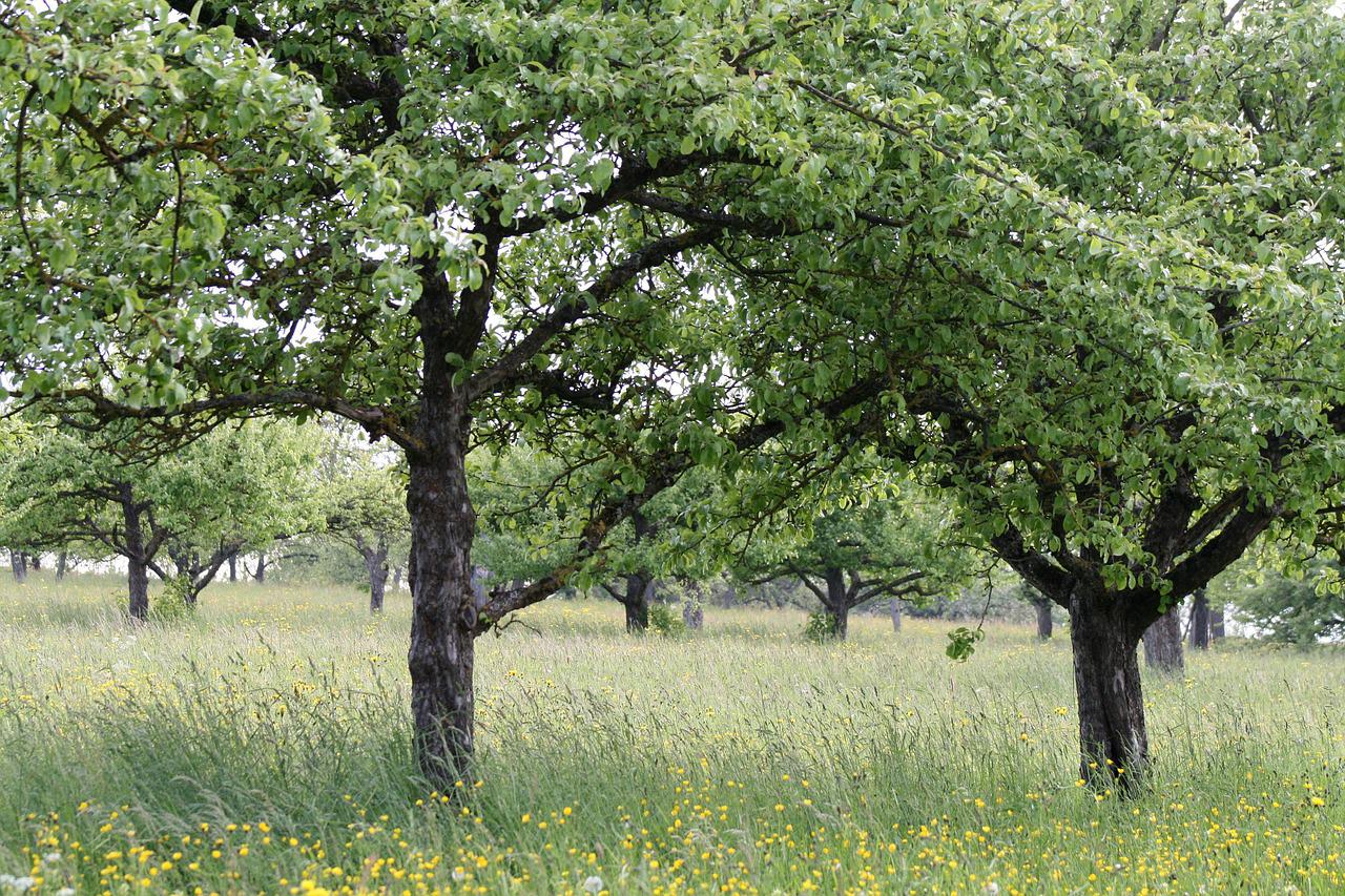 Streuobstwiese, natürliches Gestaltungsmittel auf einer Wiese