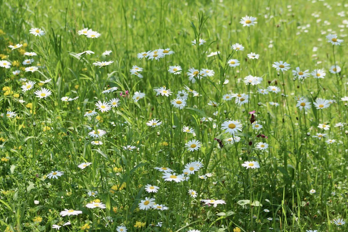 Wildblumenwiese