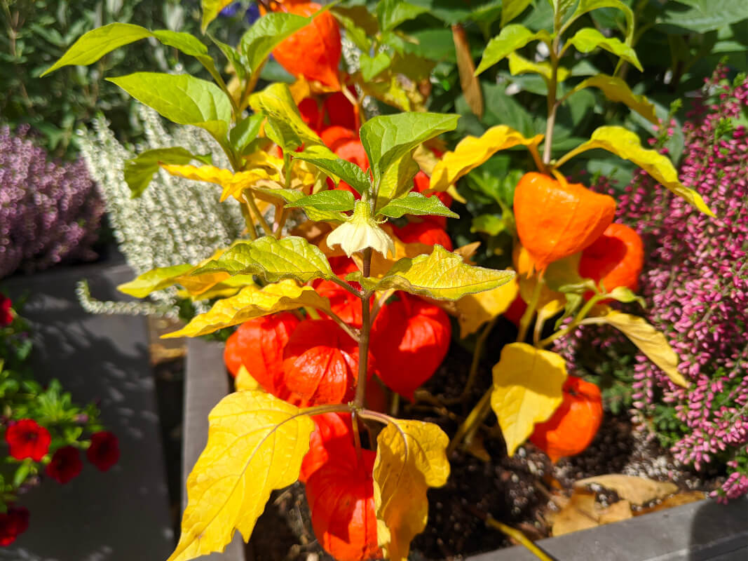 Lampionblume (Physalis alkekengi)