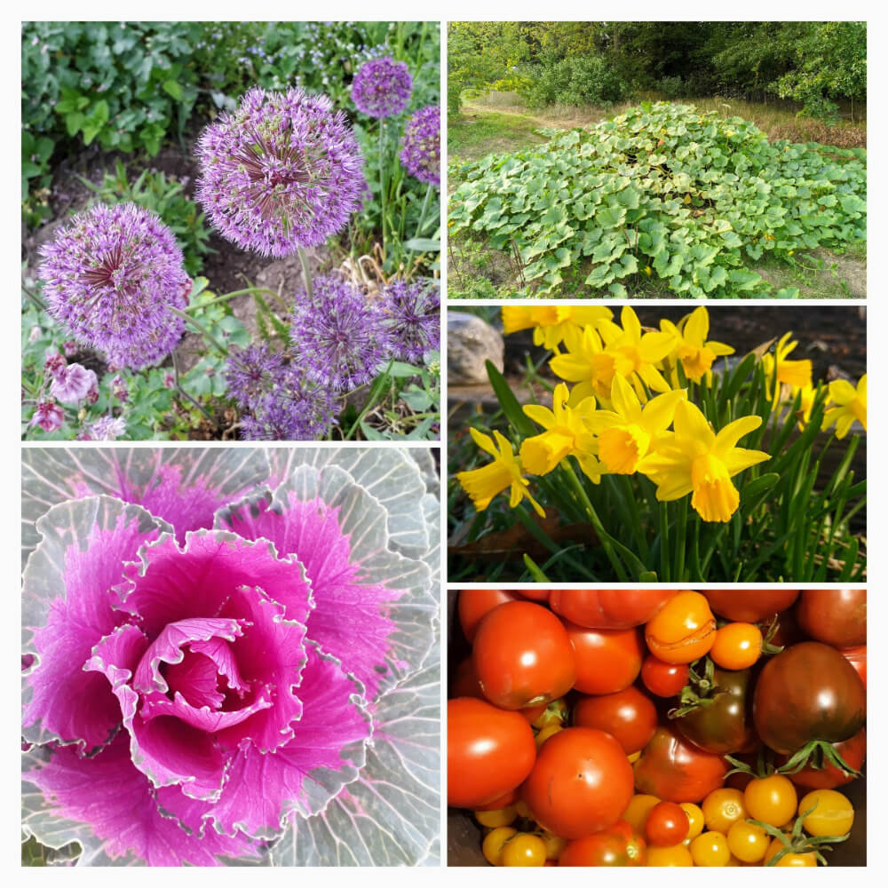 KleePura Gartenfoto 2022