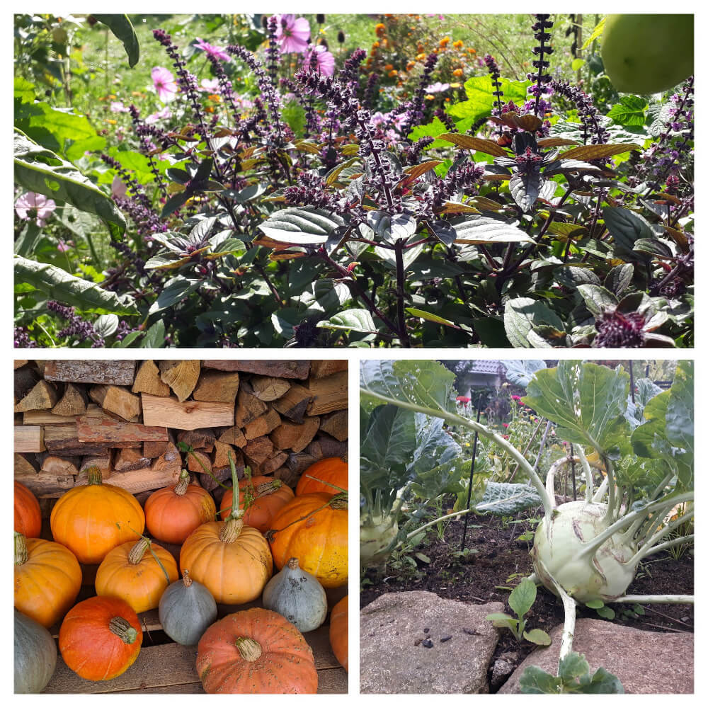 KleePura Gartenfoto 2022