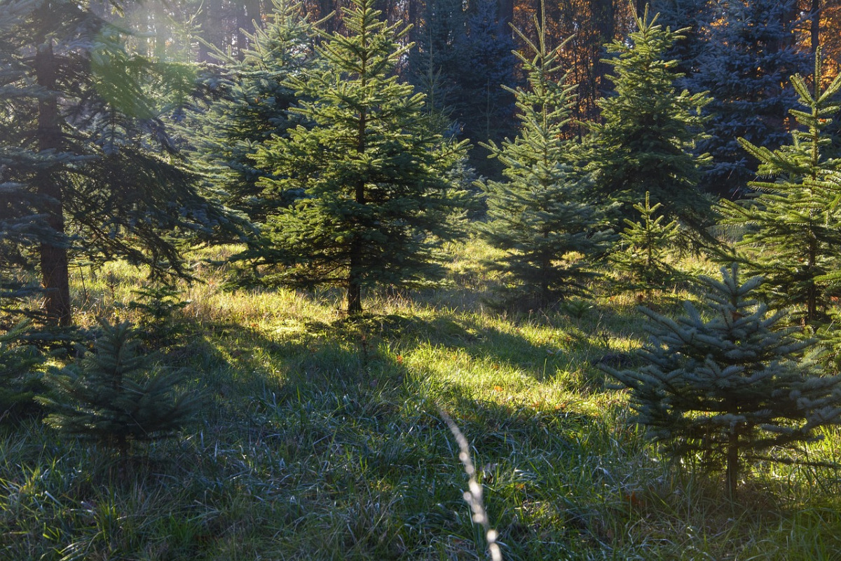Fichten auf Waldlichtung