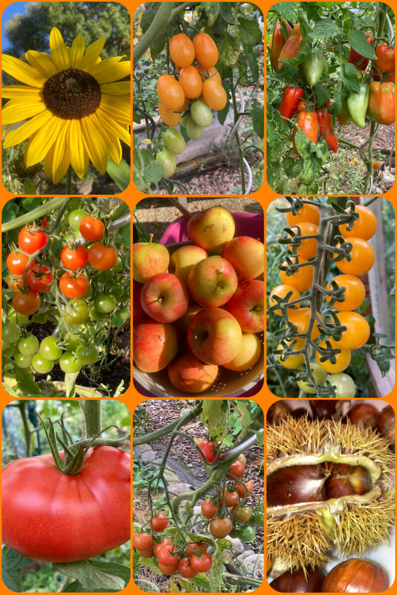 KleePura Gartenfoto 2022