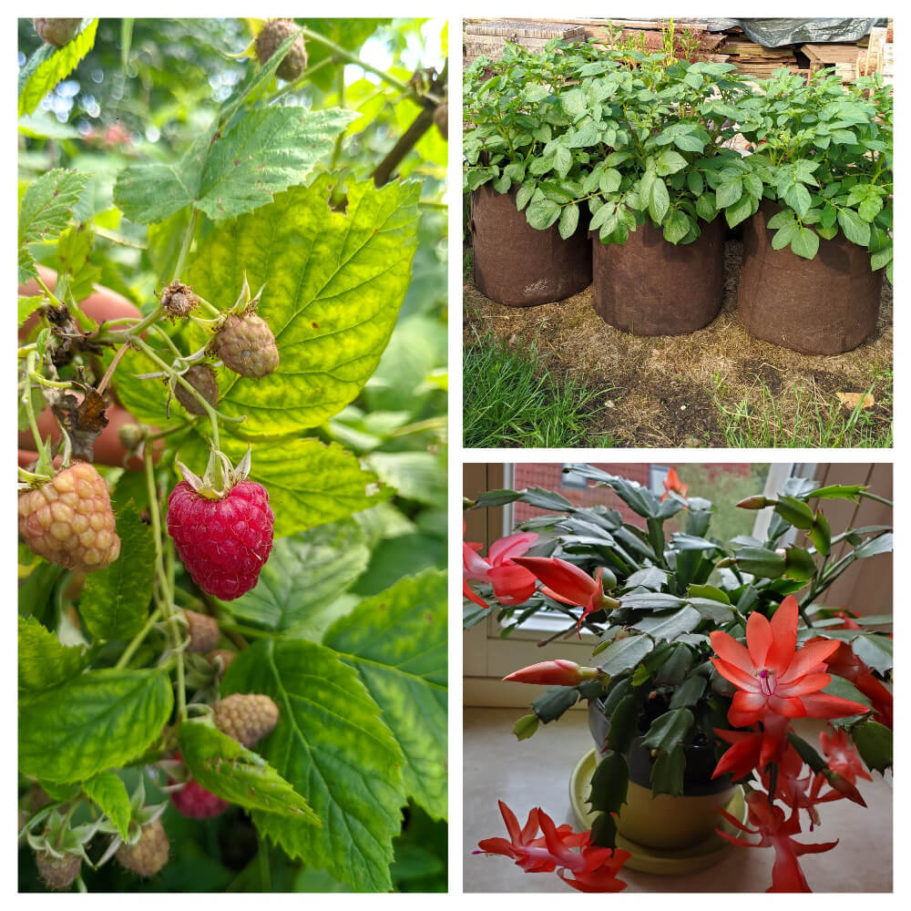 KleePura Gartenfoto 2022