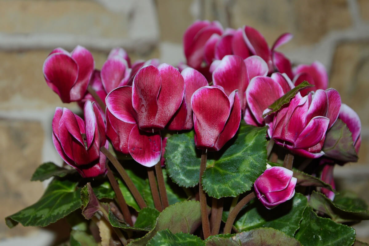 Alpenveilchen (Cyclamen)